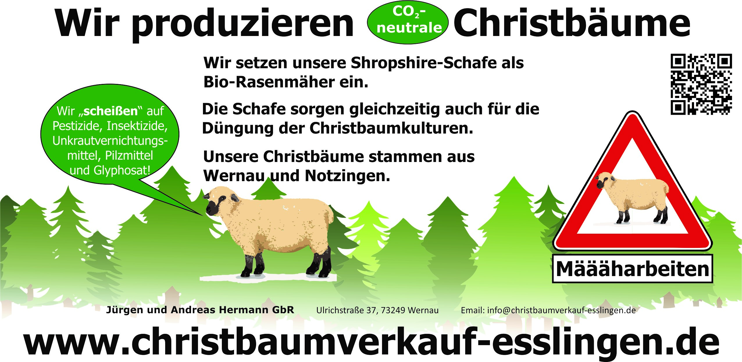 Alt-Text: CO2-neutrale Christbaumproduktion in Wernau mit Shropshire-Schafen zur Düngung der Christbaumkulturen, umweltfreundliche Landwirtschaft ohne Pestizide und chemische Mittel.